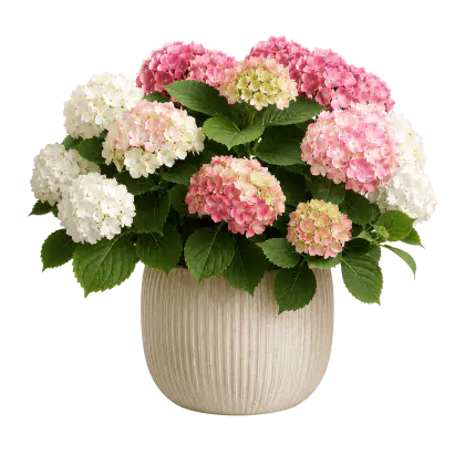 Potted flowering plant